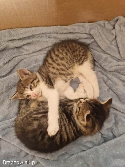 Oddam 3 kotki
