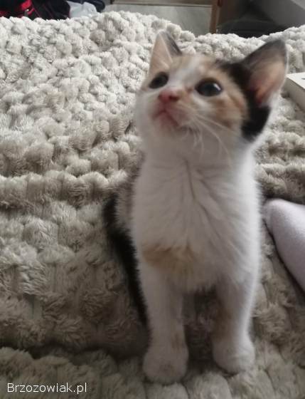 Oddam kotkę w dobre ręce