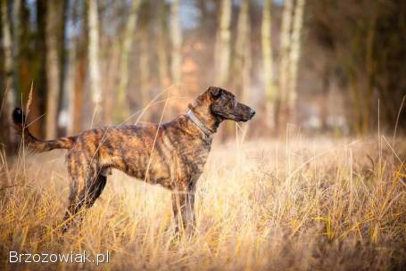 Blum -  młody,  wychowany z dziećmi,  aktywny pręgus!