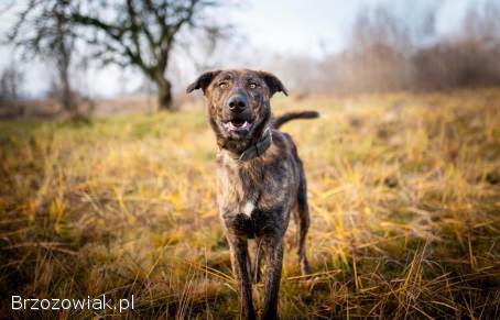Blum -  młody,  wychowany z dziećmi,  aktywny pręgus!