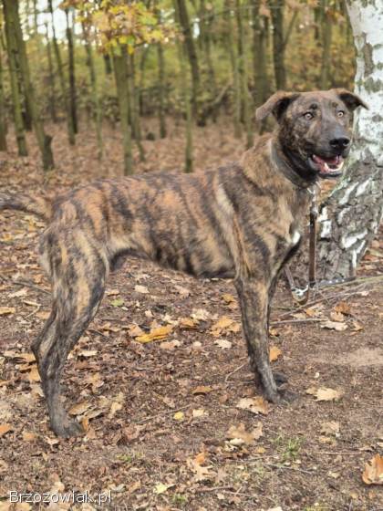 Blum -  młody,  wychowany z dziećmi,  aktywny pręgus!