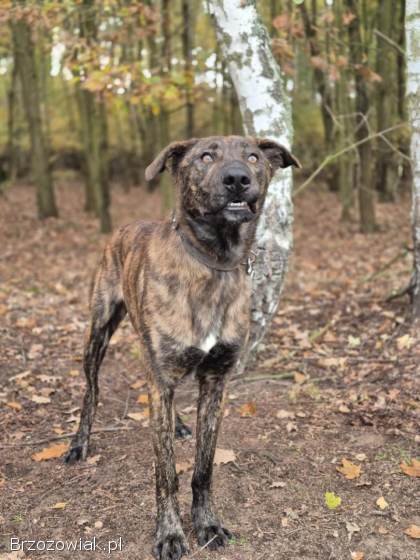 Blum -  młody,  wychowany z dziećmi,  aktywny pręgus!