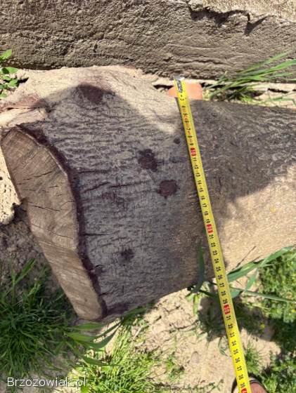 Sprzedam pień drzewa sosna