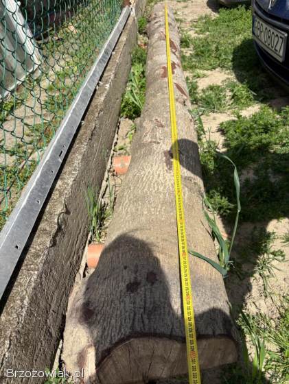 Sprzedam pień drzewa sosna