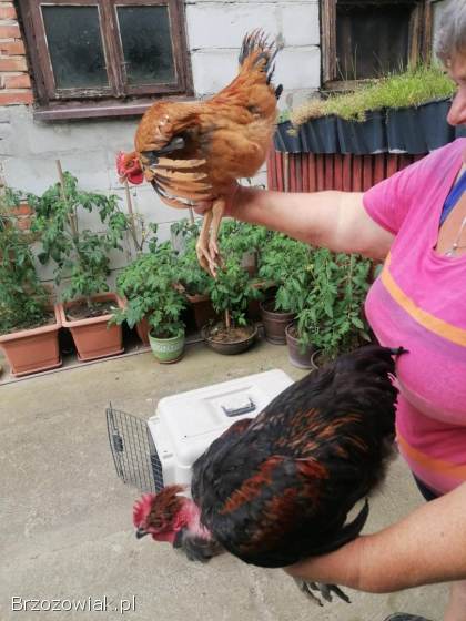Koguty rasy golszyjka
