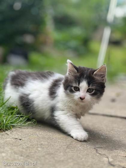 Oddam wesołe kotki