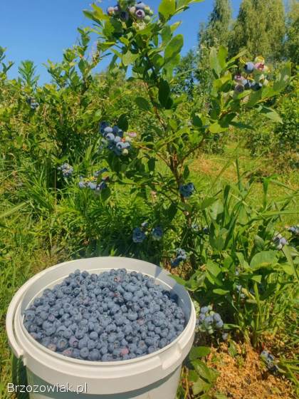 Borówka amerykańska owoce Kostarowce