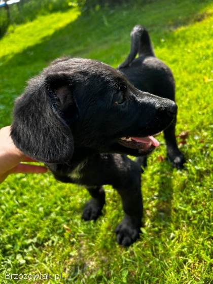 Oddam pieski w dobre rece