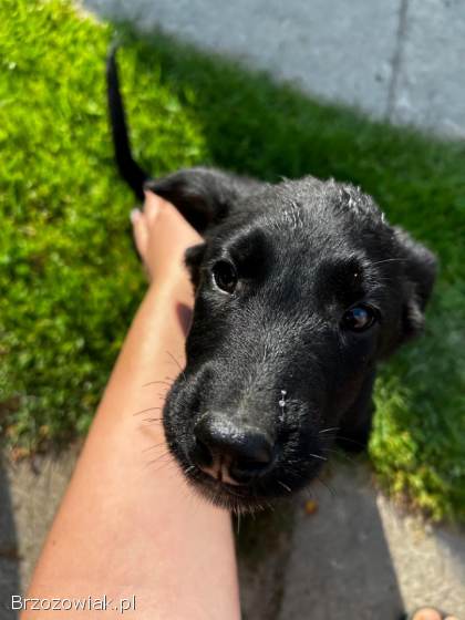 Oddam pieski w dobre rece