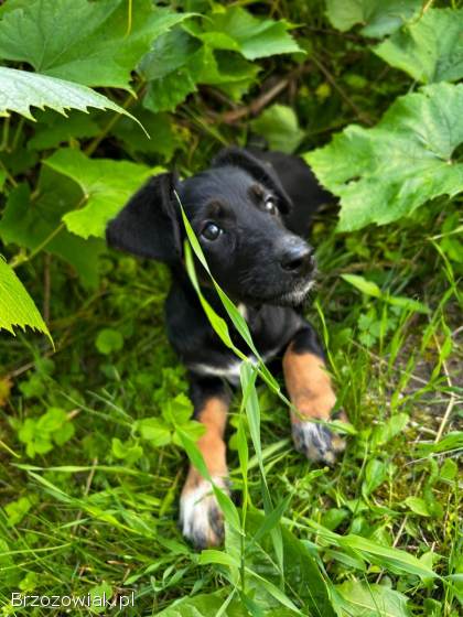 Oddam pieski w dobre rece