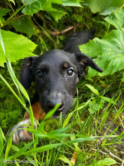 Oddam pieski w dobre rece