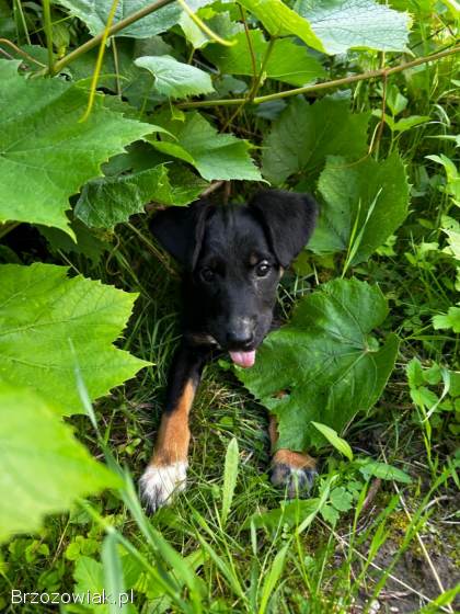 Oddam pieski w dobre rece