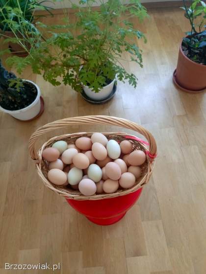 Jajka z własnego gospodarstwa