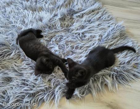 Oddam 2 czarne kotki w dobre ręce słodkie już do rezerwacji