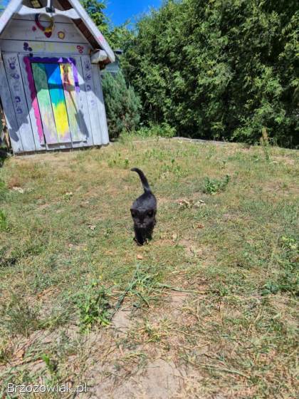 Oddam 2 czarne kotki w dobre ręce słodkie już do rezerwacji