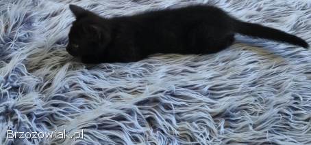 Oddam 2 czarne kotki w dobre ręce słodkie już do rezerwacji