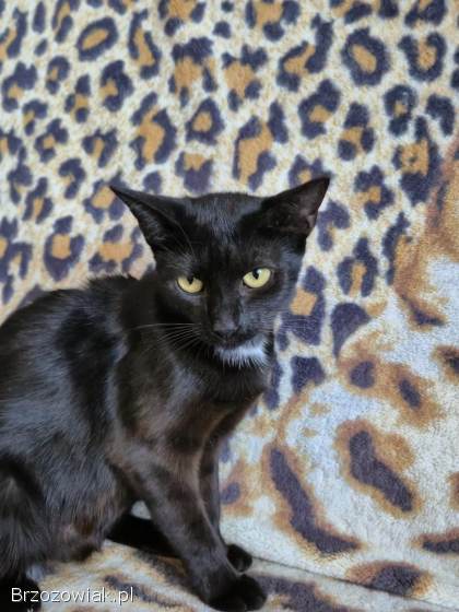 Oddam 2 czarne kotki w dobre ręce słodkie już do rezerwacji