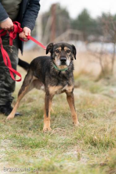Borys -  kochana psia przylepa szuka domu!