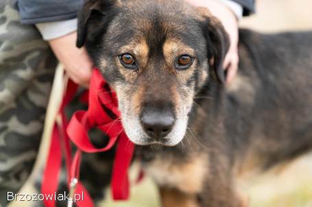 Borys -  kochana psia przylepa szuka domu!