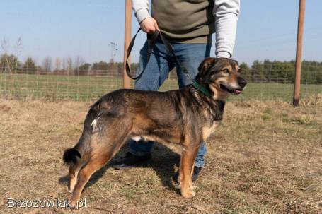 Borys -  kochana psia przylepa szuka domu!