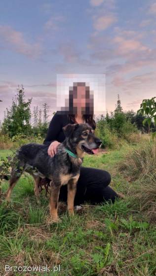 Borys -  kochana psia przylepa szuka domu!