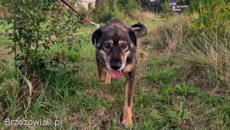 Borys -  kochana psia przylepa szuka domu!