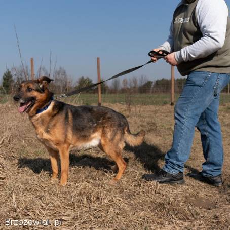 Lizak -  cudowny,  delikatny owczarkowaty psiak!