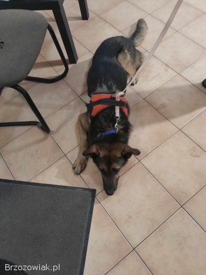 Lizak -  cudowny,  delikatny owczarkowaty psiak!