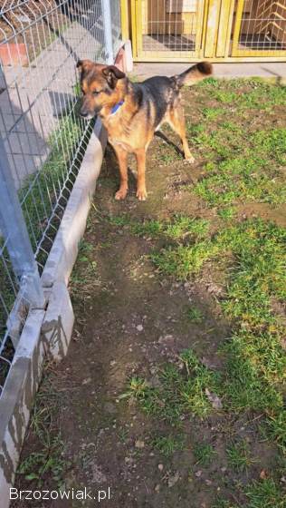 Lizak -  cudowny,  delikatny owczarkowaty psiak!