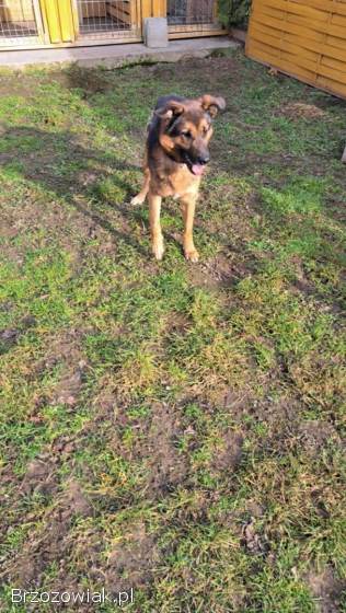 Lizak -  cudowny,  delikatny owczarkowaty psiak!