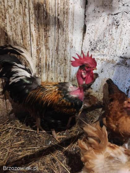 Kogut liliput i goloszyjec kogut