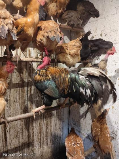 Kogut liliput i goloszyjec kogut