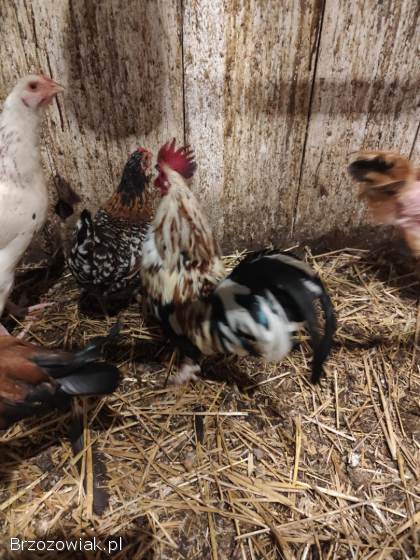 Kogut liliput i goloszyjec kogut