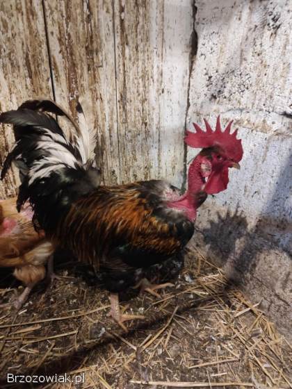 Kogut liliput i goloszyjec kogut