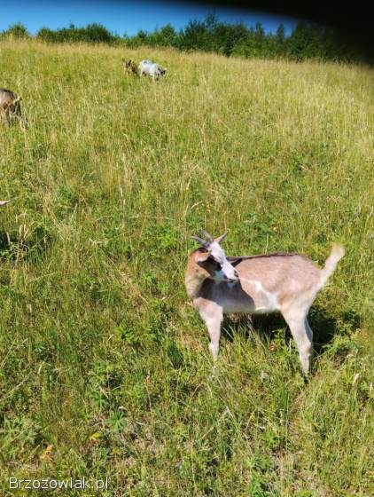 Sprzedam młode kozy