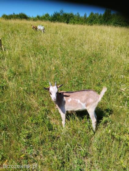 Sprzedam młode kozy