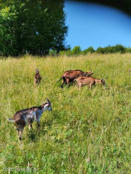 Sprzedam młode kozy