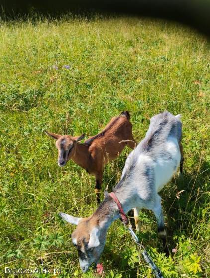 Sprzedam młode kozy