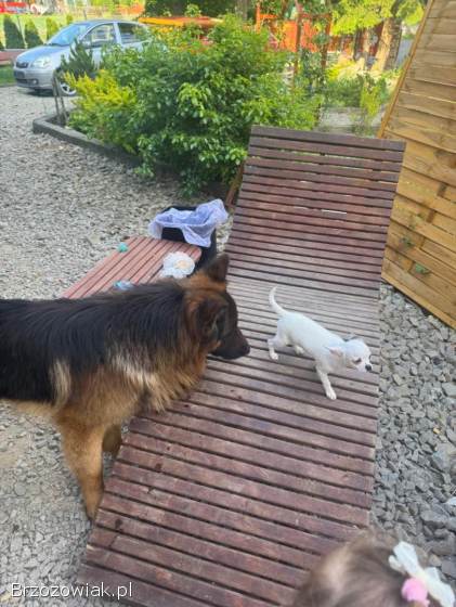 Chihuahua 4 miesiące