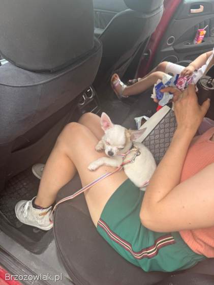 Chihuahua 4 miesiące