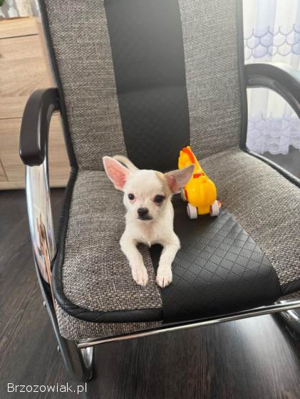 Chihuahua 4 miesiące