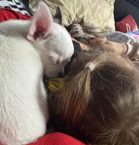 Chihuahua 4 miesiące