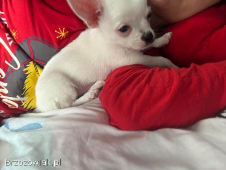 Chihuahua 4 miesiące