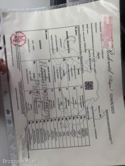 Chihuahua 4 miesiące