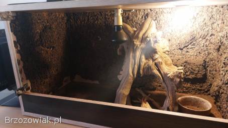 Terrarium dla gadów