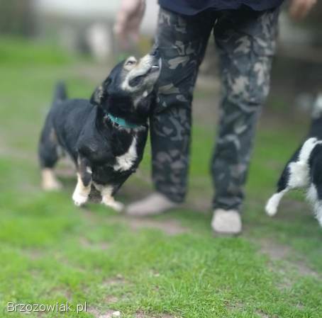 Minihusky,  miastowy,  wychowany CORGI mix