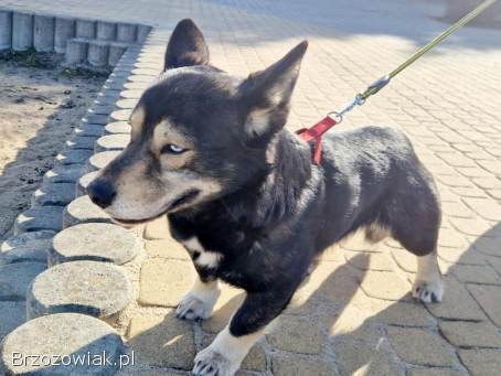 Minihusky,  miastowy,  wychowany CORGI mix