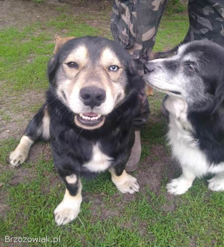 Minihusky,  miastowy,  wychowany CORGI mix