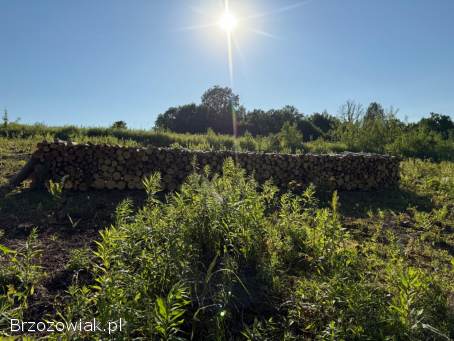 Sprzedam Drzewo Osika