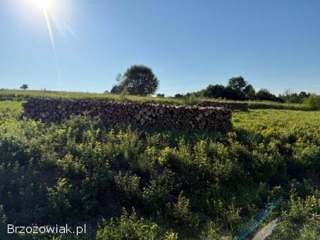 Sprzedam Drzewo Osika